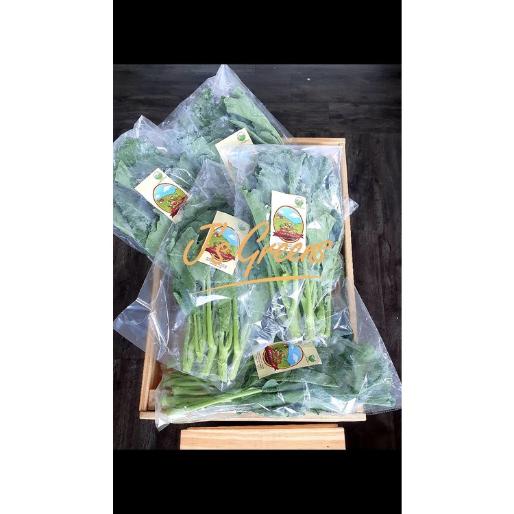 

Kailan Organik Living Organic