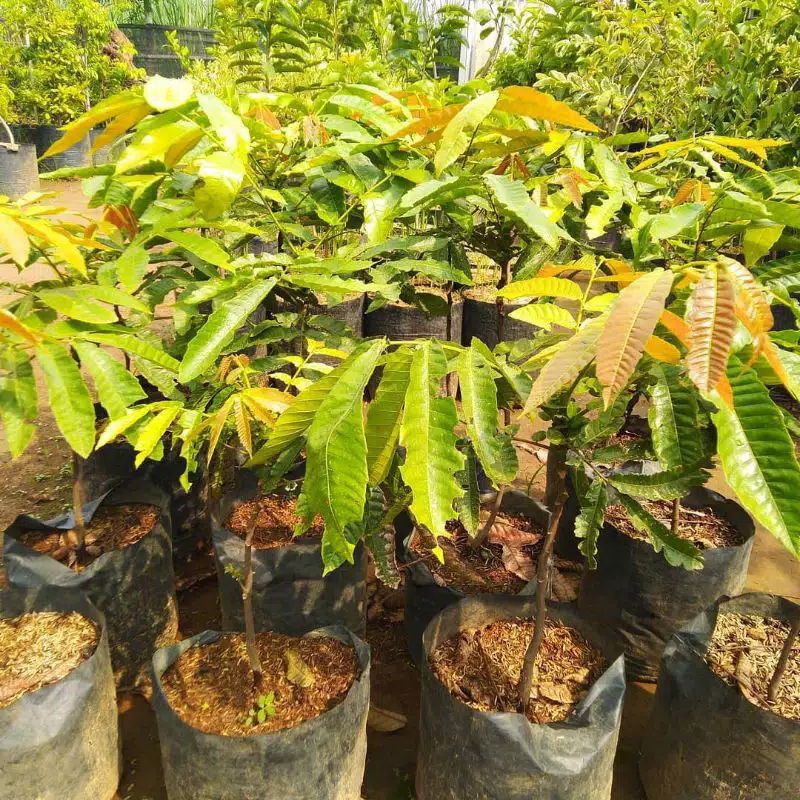 Bibit Buah Matoa siap berbunga/berbuah