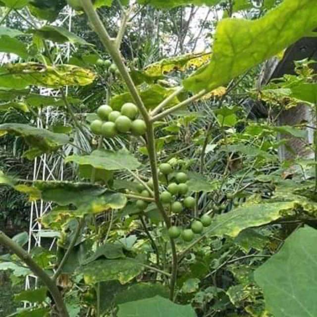 

Buah tekokak,cepokak segar(500gram)