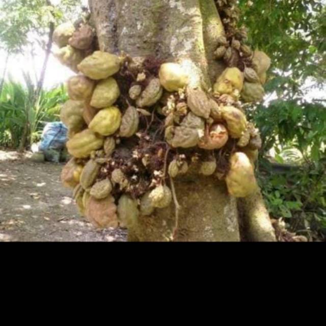 

Buah pukih- buah nam nam