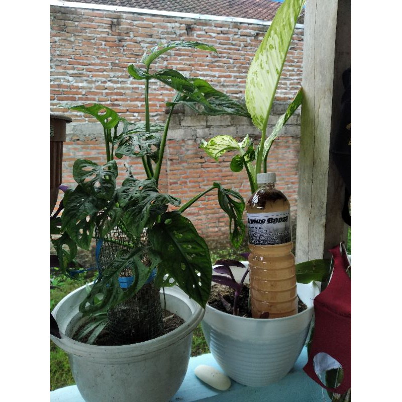 pupuk organik cair amino boost