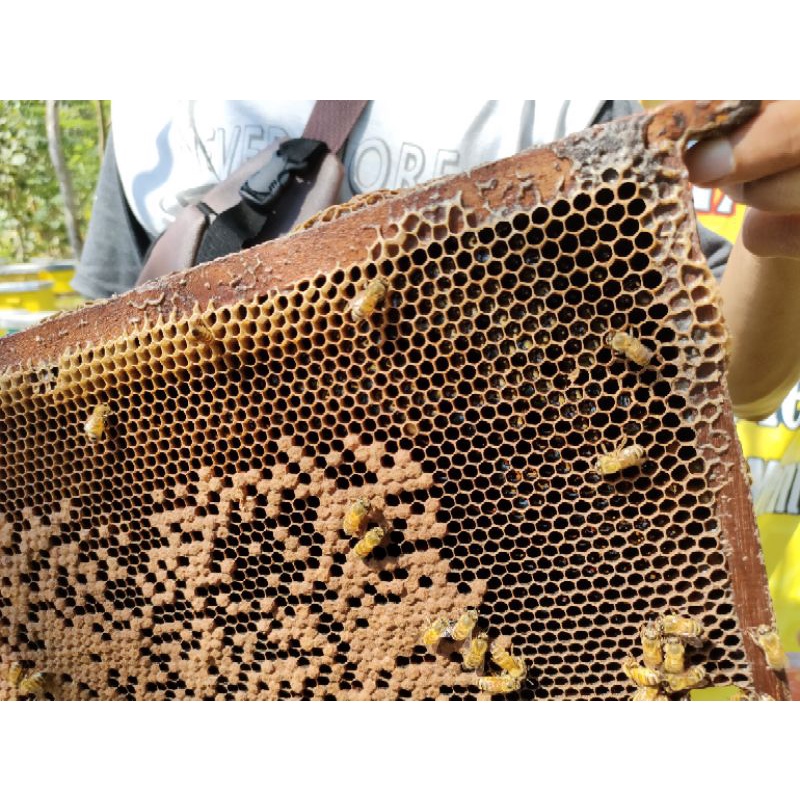 

MADU ASLI JAMINAN MURNI | MADU SYAQILA RAW HONEY MADU MENTAH 100%ORI