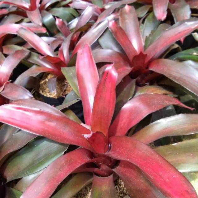 Tanaman Hias Super Besar Besar Bromelia Merah Jumbo-bromelia Red Big