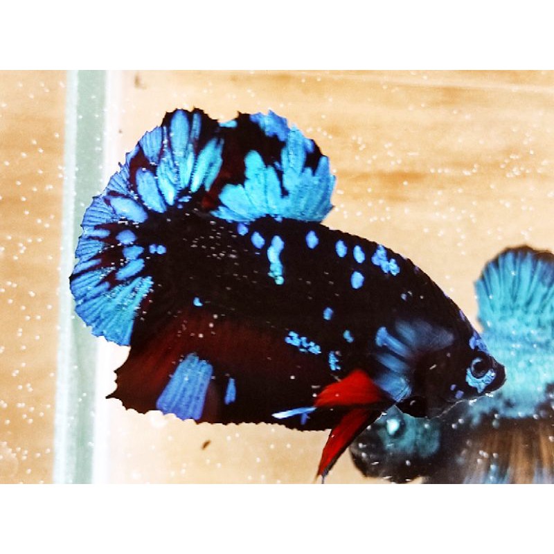 IKAN CUPANG AVATAR GORDON KALIMAYA SEPASANG TOP GRADE A INDUKAN FULLCOLOUR TERMURAH SE-INDONESIA