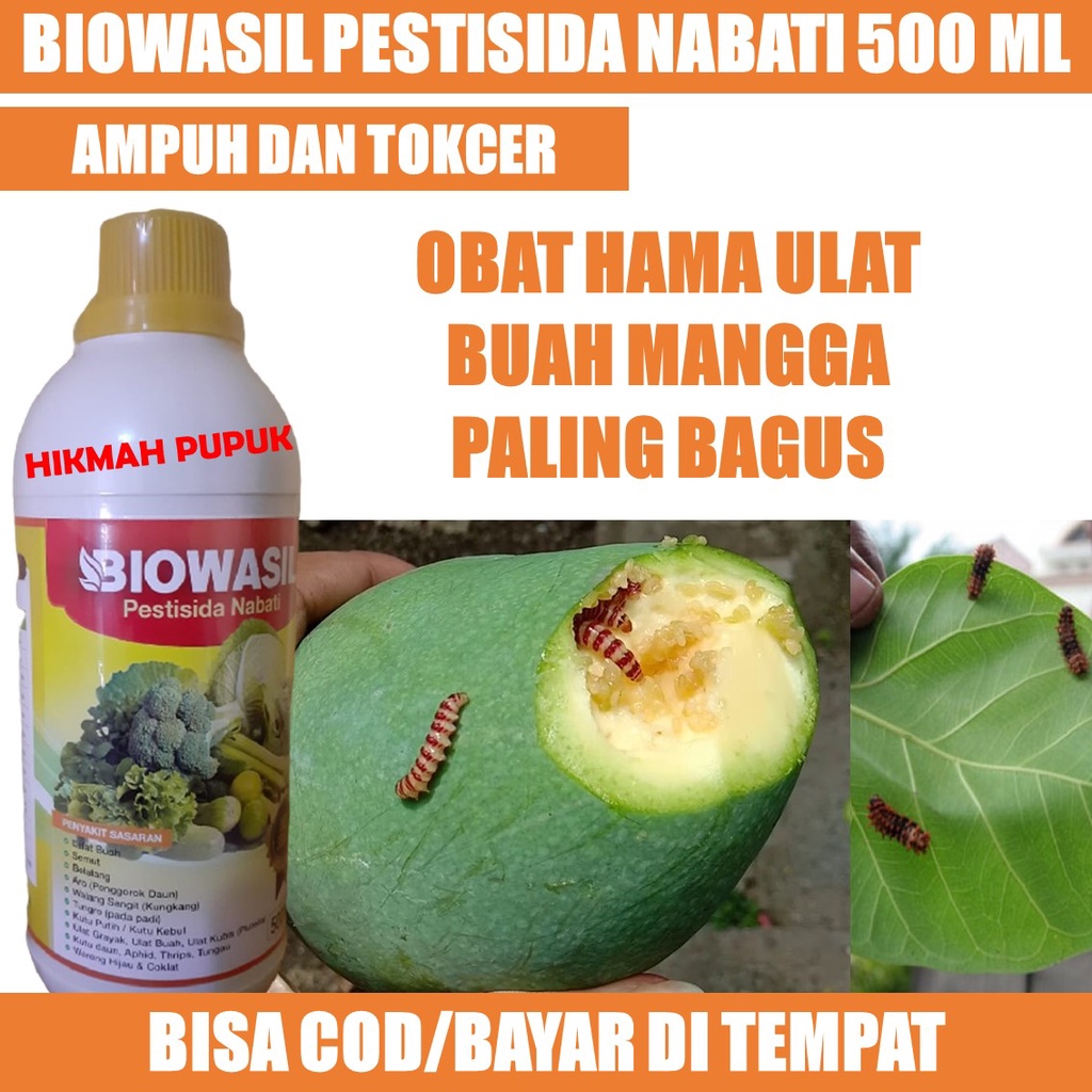 (PALING LARIS) BIOWASIL PESTISIDA HAMA ULAT MANGGA, TIMUN, KUNYIT, Obat Hama Ulat Pohon Mangga Palin