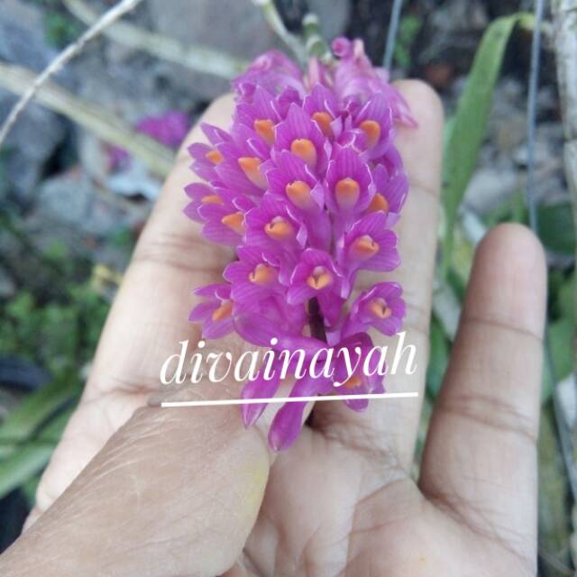 Tanaman hias anggrek dendrobium secundum atau sikat gigi