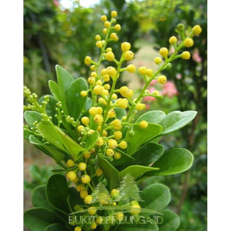 Tanaman Hias Pacar Cina, Culan atau Kemuning Cina MURAH