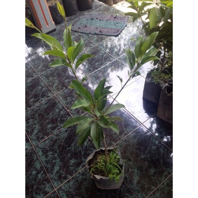 Bibit Sawo CikuMega 19 (CM 19)