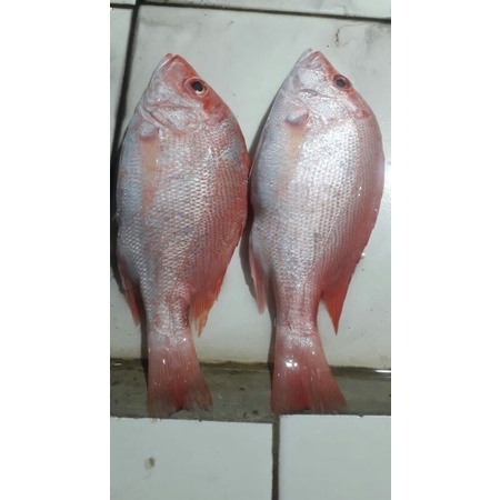 

ikan kakap merah segar fresh 500grm