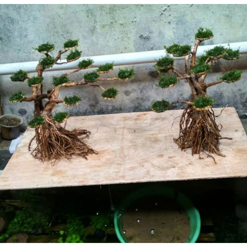 Tanaman bonsai aquascape