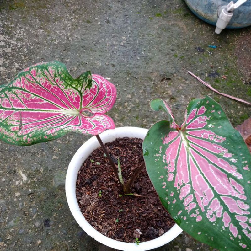 tanaman bunga wayang keladi