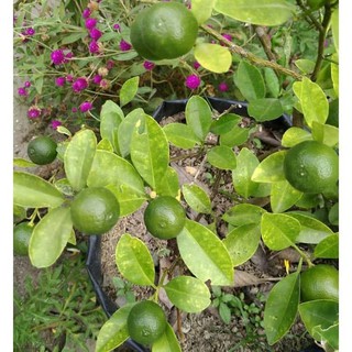 Bibit buah jeruk kasturi limau Shopee Indonesia Bibit buah jeruk kasturi limau Shopee Indonesia