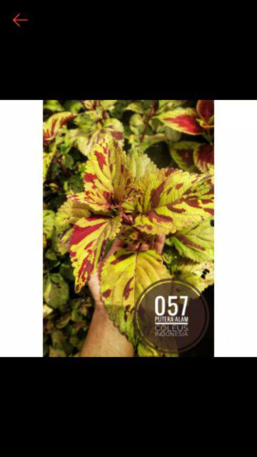 No 31 Tanaman Hias Miana/coleus/iler/jawe Kotok