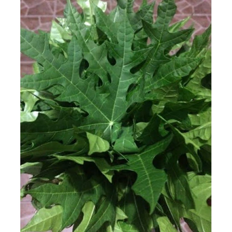 

DAUN PEPAYA JEPANG SEGAR/1IKAT