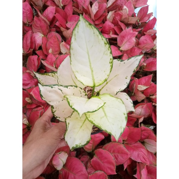 AGLONEMA SUPER WHITE TISU BESAR