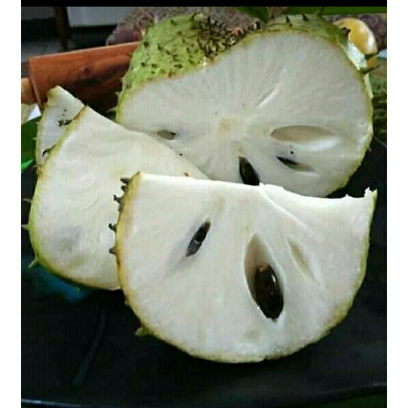 BELI 2 GRATIS 1 - Bibit buah Tanaman Sirsak Madu Uk 80cm Tinggi Buah Memiliki Rasa Maniss pulen sega