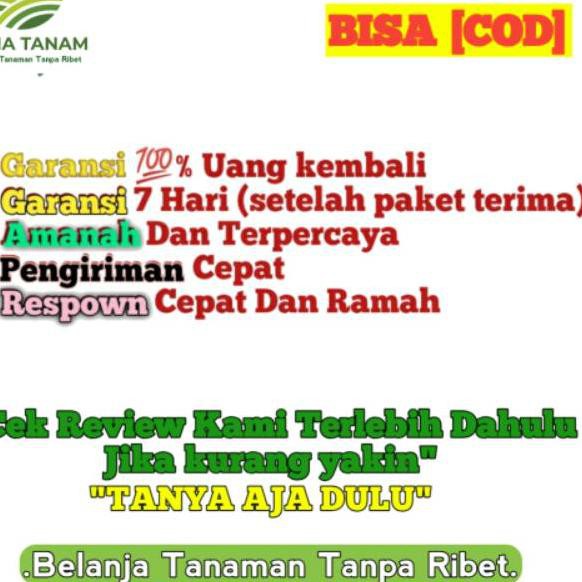 【JOB】 bibit Tanaman Hias pohon bunga hidup melati belanda rambat BUNGA TUMPUK pengantin mawar hoya