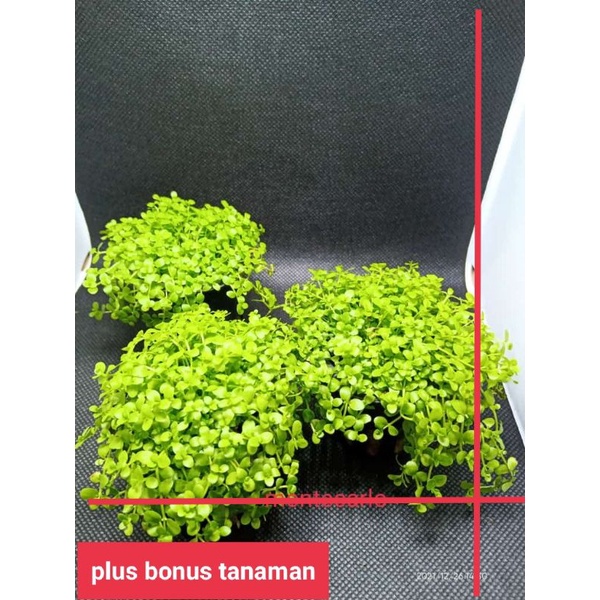 Montecarlo  ( Tanaman Aquascape ) Tumbuhan Air Aquarium