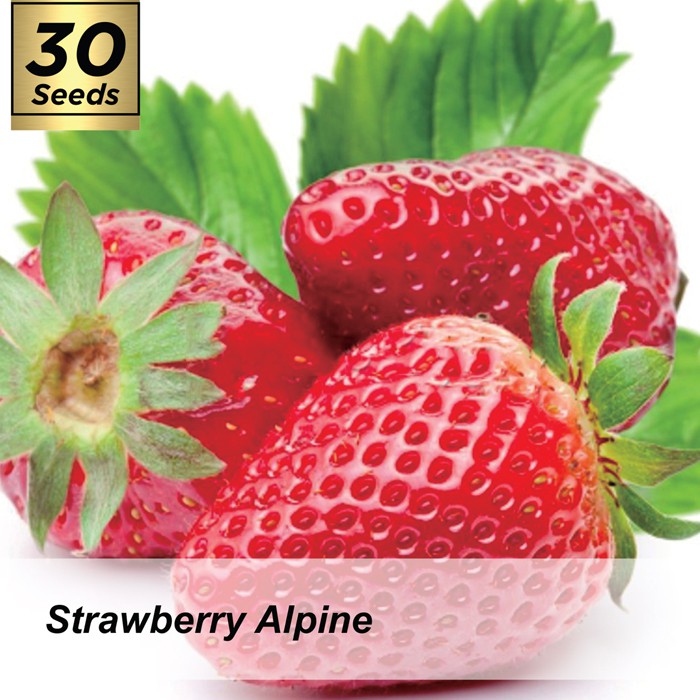 Benih Strawberry Alpine / Biji / Bibit / Benih Buah Strawberry / Strawberry Alpine