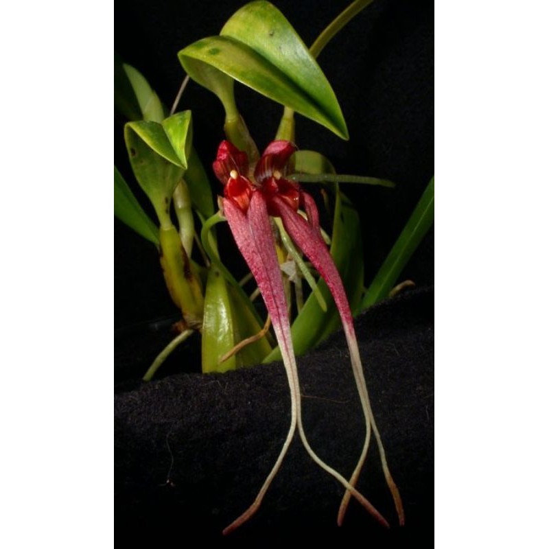 anggrek bulbophyllum biflorum
