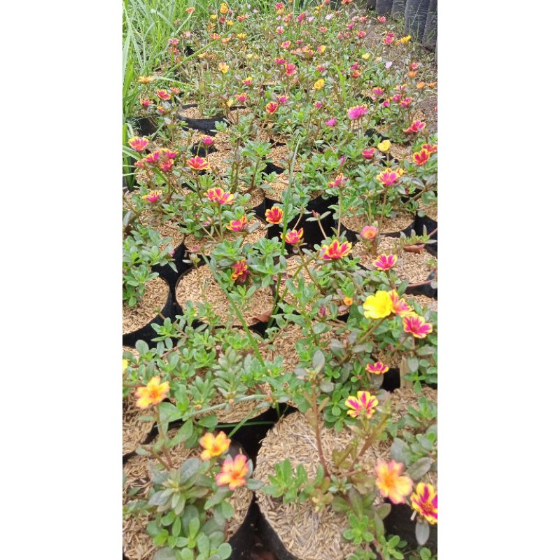 tanaman hias gantung bunga krokot