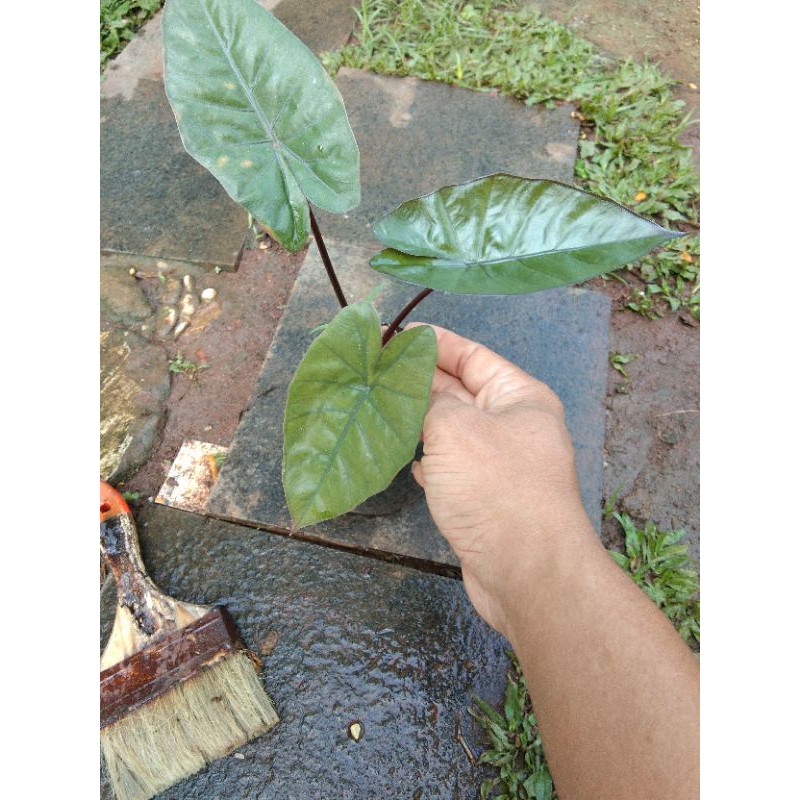 tanaman hias lompong hitam-sente hitam--keladi hitam