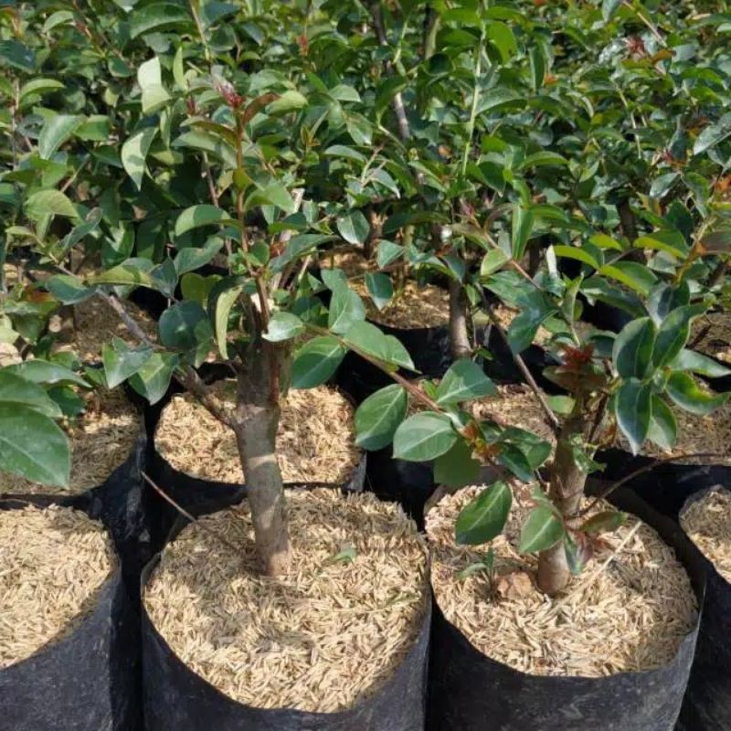 Bibit Bunga Sakura Bonsai Mini Hasil Indukan Import-6