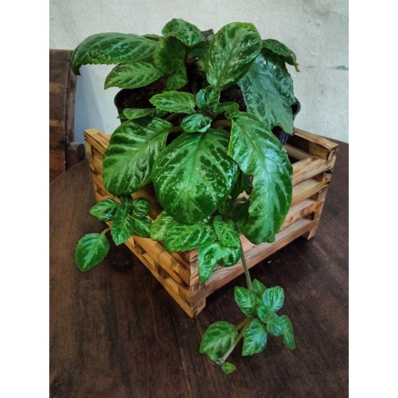 Pot Anggrek Kayu Jati Belanda