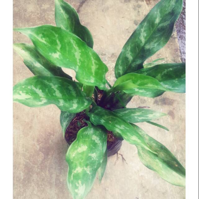Tanaman hias aglaonema sri rejeki