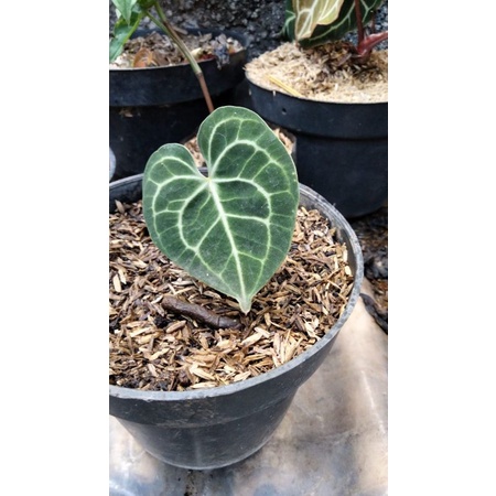 Anturium kuping gajah tarantula (baby)