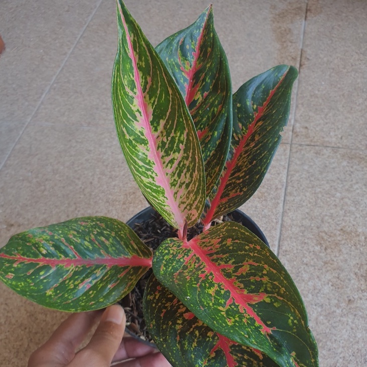 Aglonema Hot lady Remaja / Bibit Aglonema Hot ladi Merah