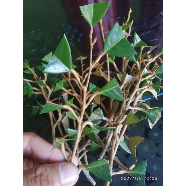 Entres Durian Ochee Duri Hitam