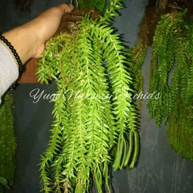 Huperzia phlegmaria kumpai huperzia murah huperzia rimbun tanaman pendamping anggrek