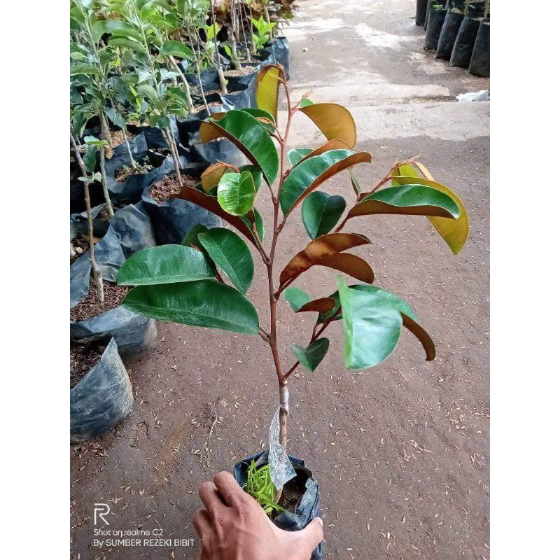 bibit kenitu ungu