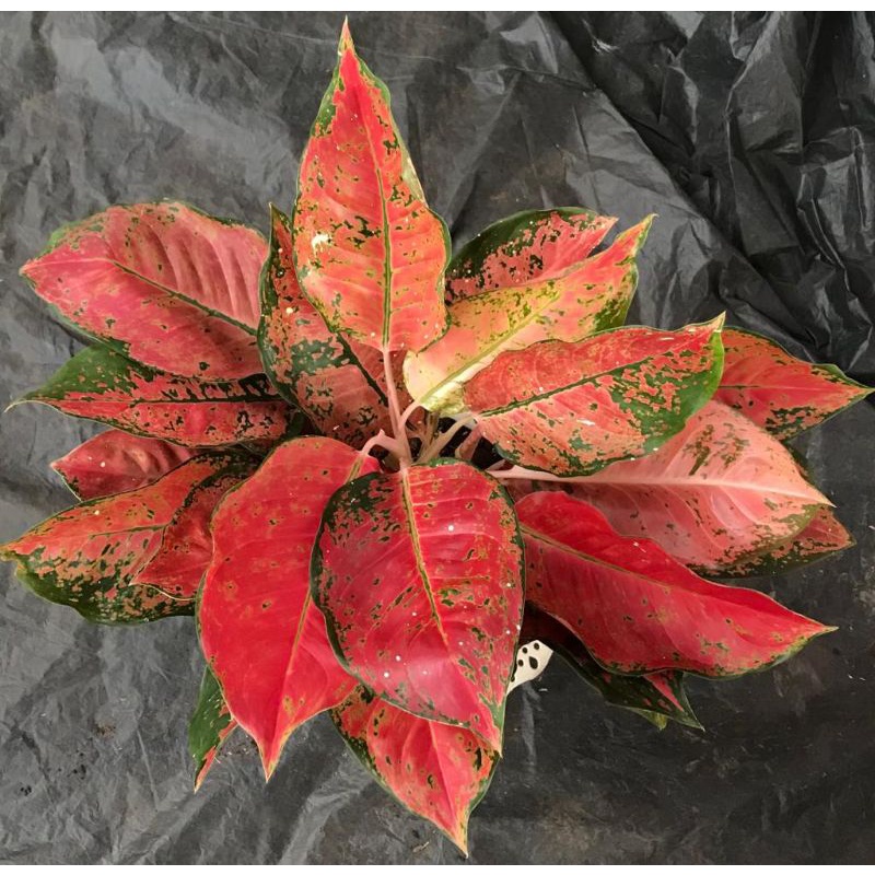 Aglonema kochin red rose