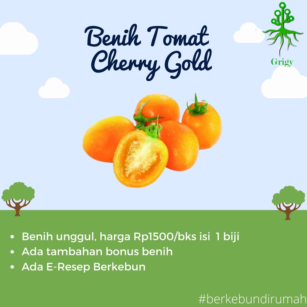 BENIH TOMAT CHERRY GOLD, BIJI TOMAT CHERRY GOLD , BIJI TOMAT CHERRY GOLD