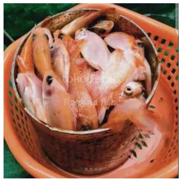 ikan nila bangkok literan