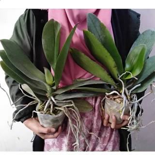 Anggrek Bulan Dewasa Spike Anggrek Bulan Spek Kenop Anggrek Bulan Dewasa Spike Anggrek Bulan Spek Kenop