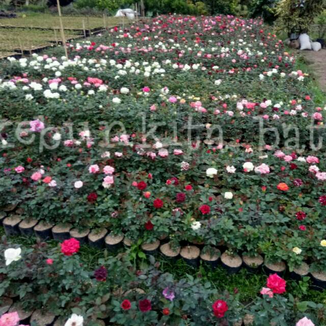 Bunga mawar Shopee Indonesia Bunga mawar Shopee Indonesia