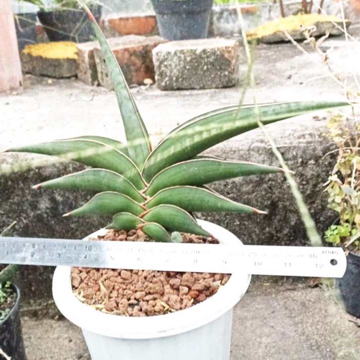 Sanseviera Rorida / Sansivera (Real Pict)