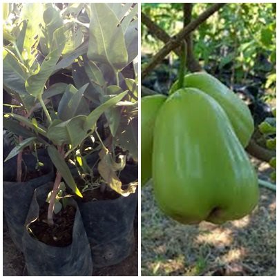 Jambu Air Taiwan Super Green
