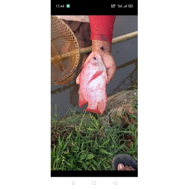 paket indukan nila bangkok siap pijah isi 4 ekor