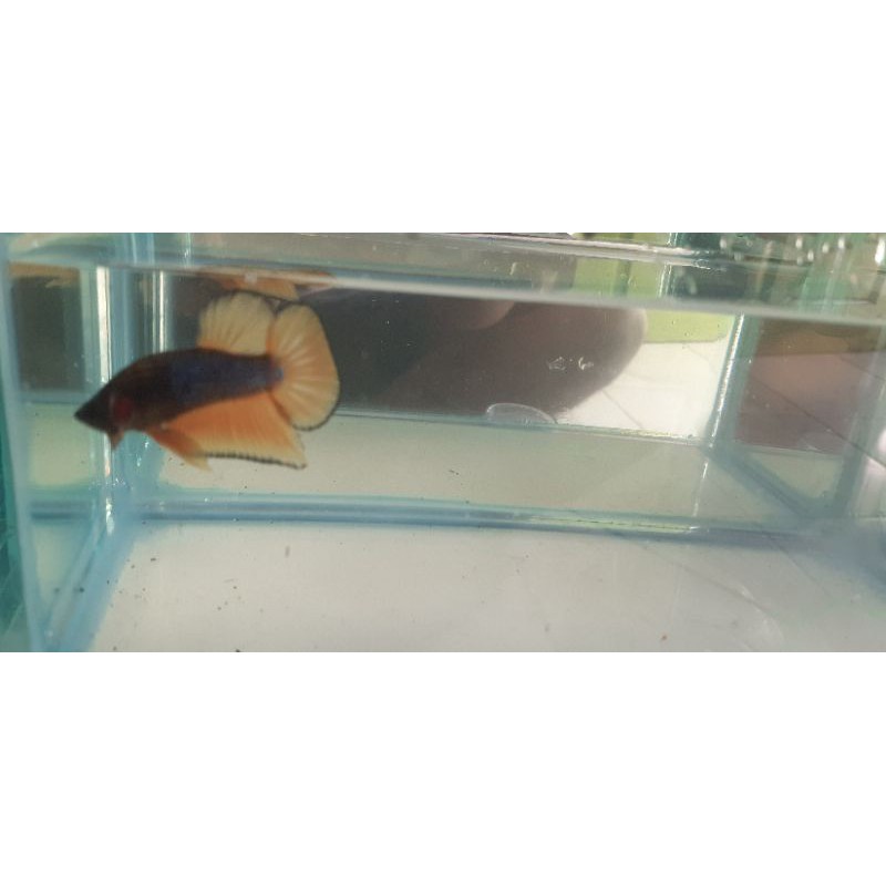 Cupang orange base Ikan Cupang Hias  orange base tail Ikan Cupang orange base tail (langka)