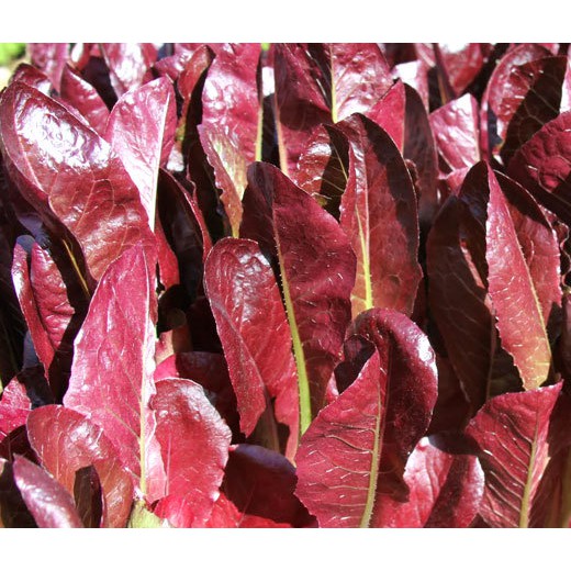 Benih-Bibit Selada Red Romaine Cimarron (Haira Seed)