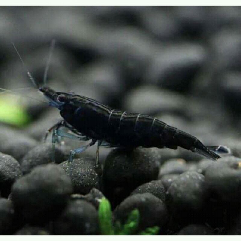 

black choco