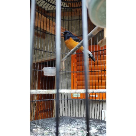 Murai Batu Jantan Pastol Tapanuli Selatan