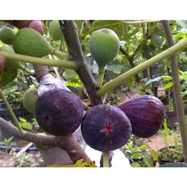 Bibit Tin Abicou/ Bibit Pohon Tin Abicou