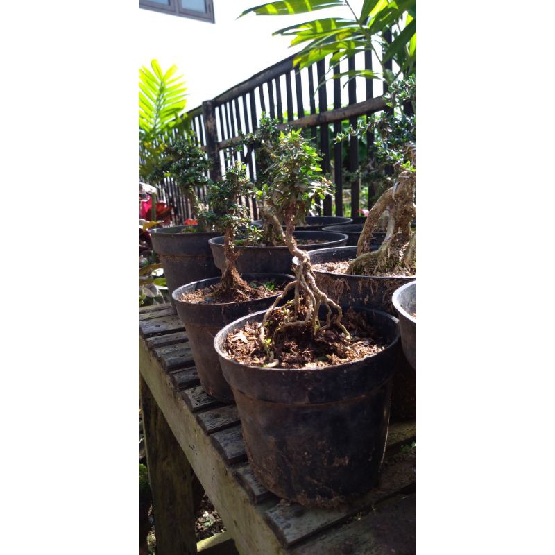 Bonsai mame/ bonsai serissa super micro mame siap pajang/ bonsai serissa super mame siap pajang