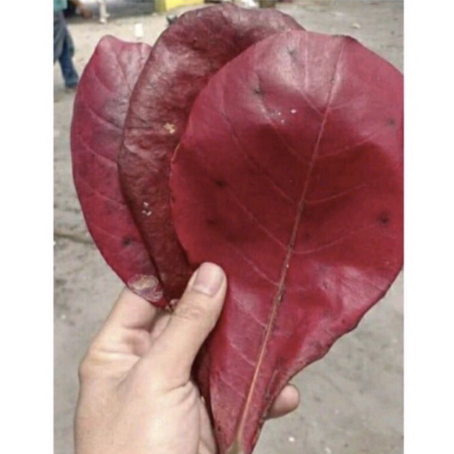 DAUN KETAPANG 1 KG BELUM DIOLAH