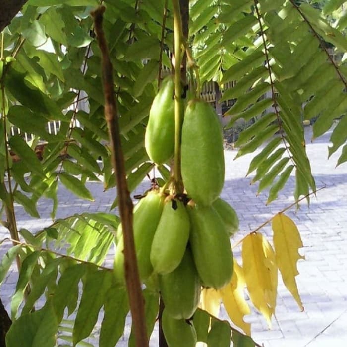 PROMO! tanaman pohon blimbing wuluh / bibit pohon blimbing wuluh